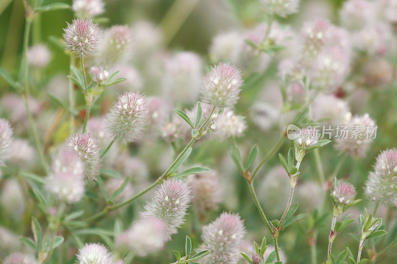 三叶草(Trifolium arvense)